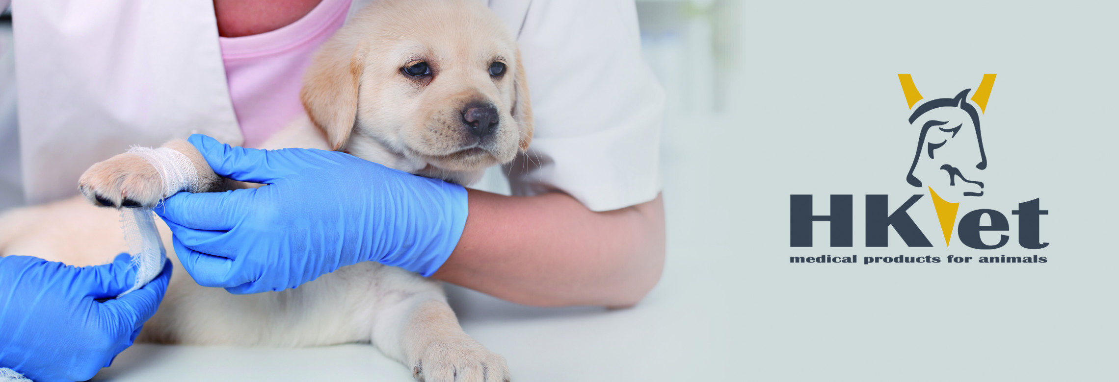 Hund wird verbunden